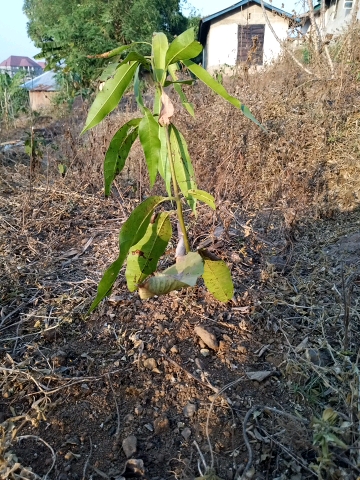 tree