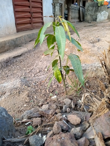 tree