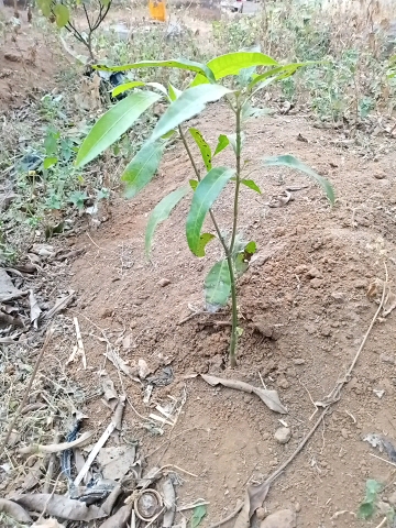 tree