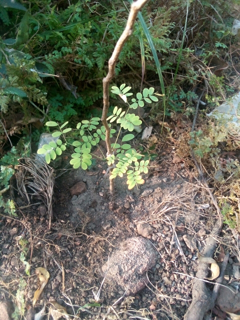 tree