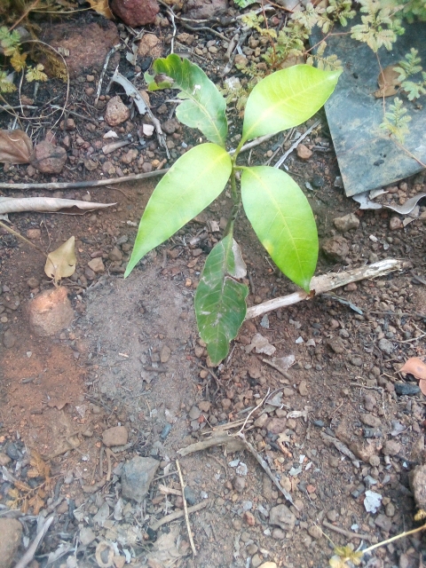 tree