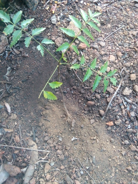 tree