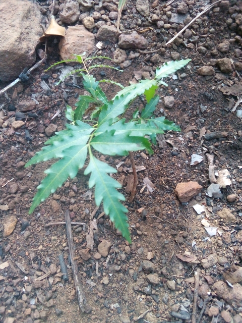 tree
