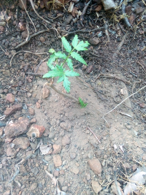 tree