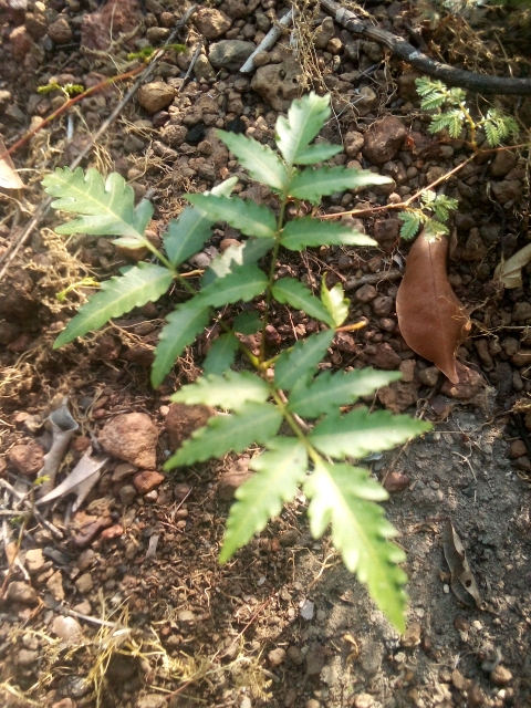 tree