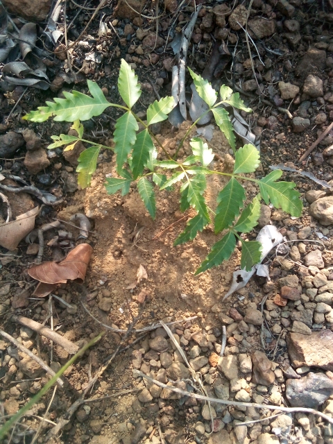 tree