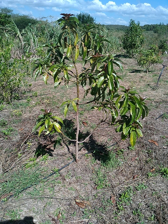 tree
