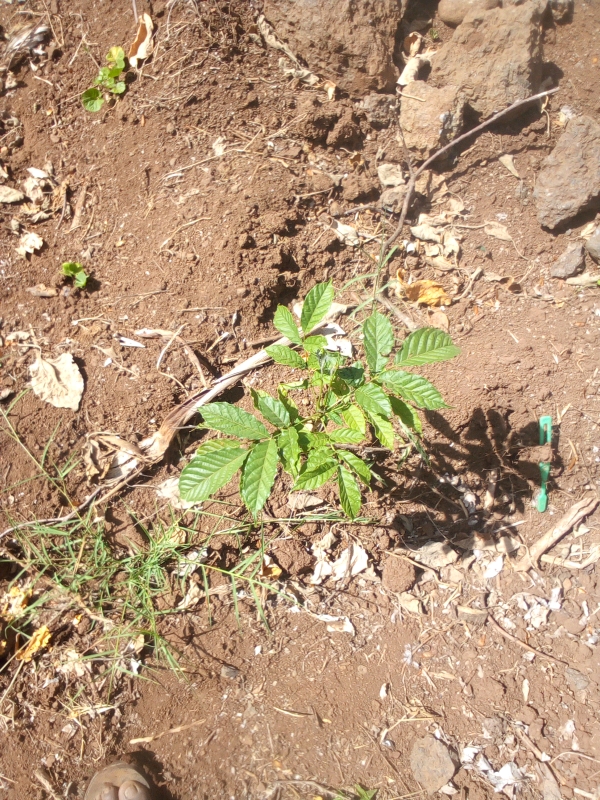 tree