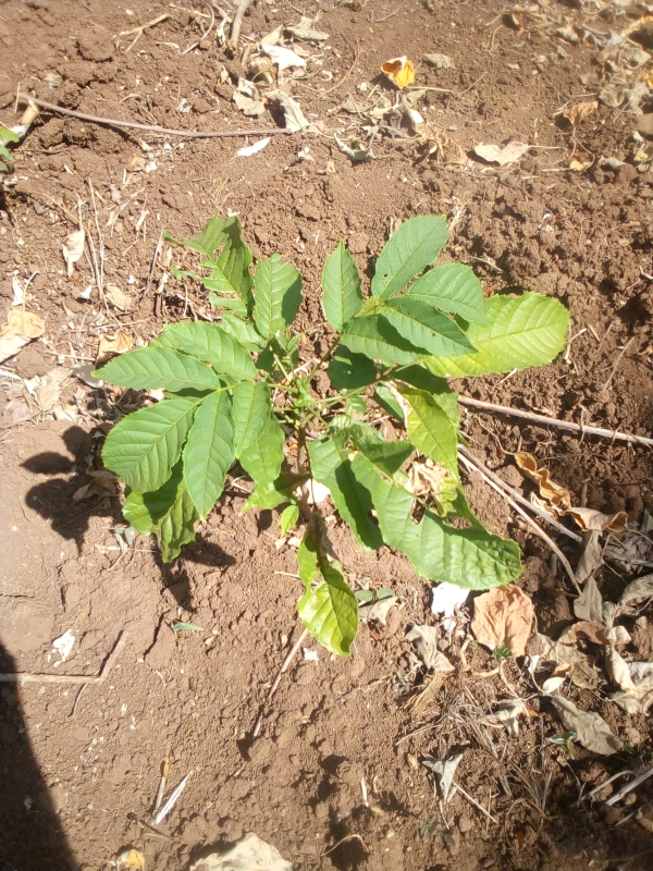 tree