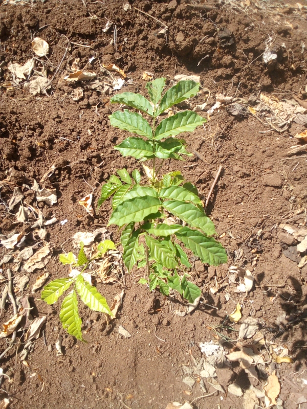 tree