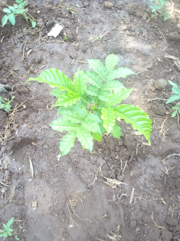 tree