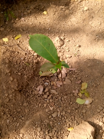 tree