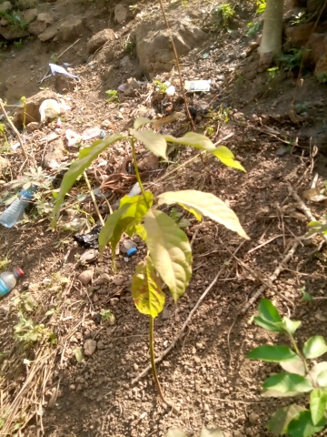 tree