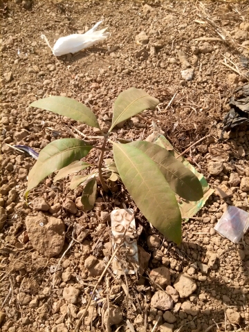 tree