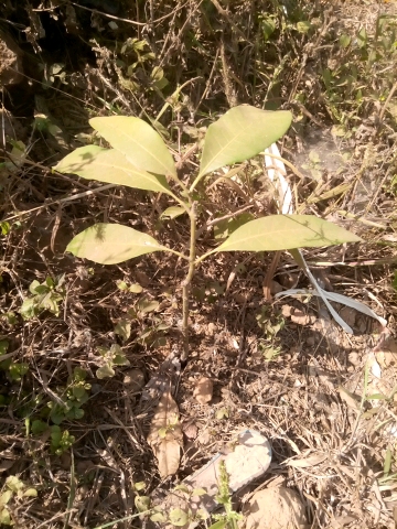 tree
