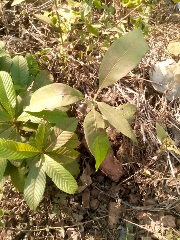 tree