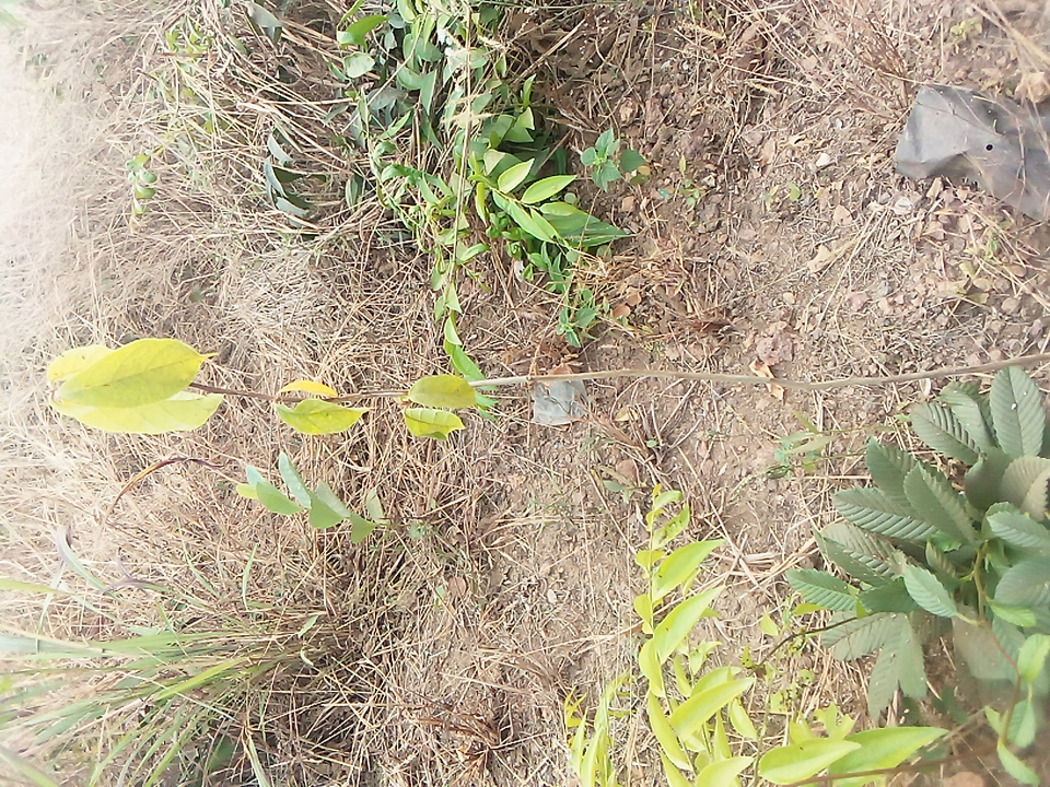 tree