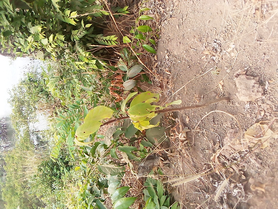 tree