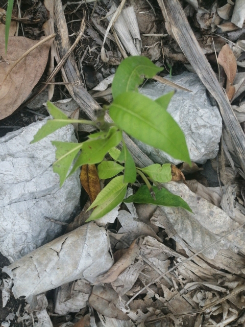 tree