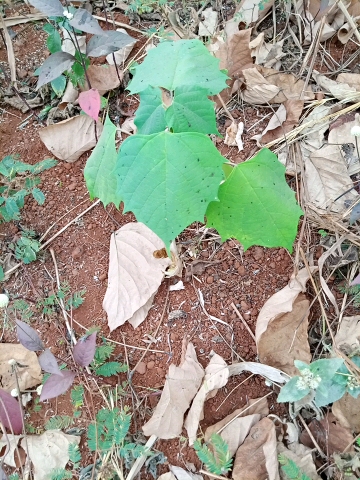 tree