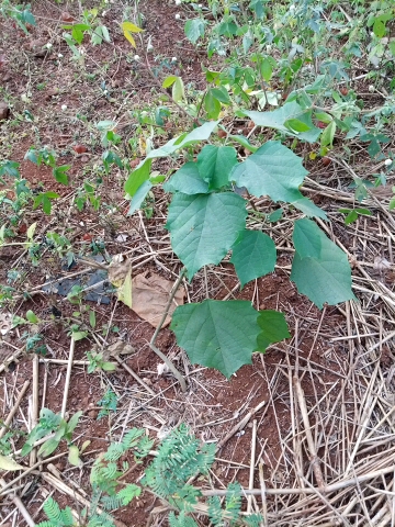 tree