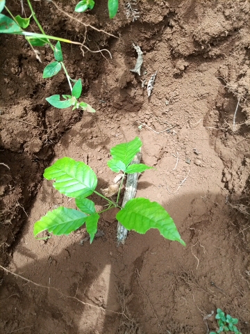 tree