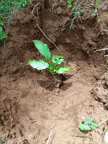 tree