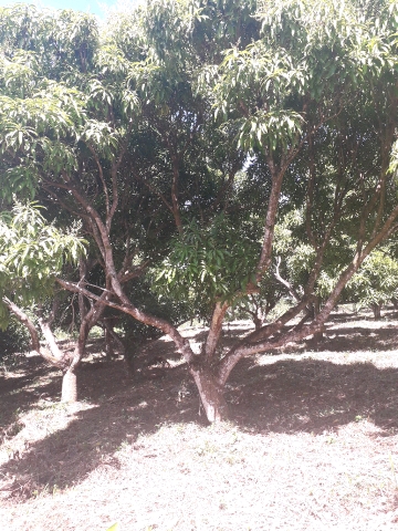tree