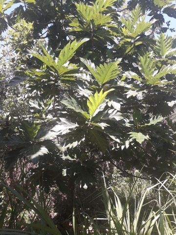 tree