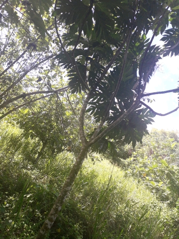 tree