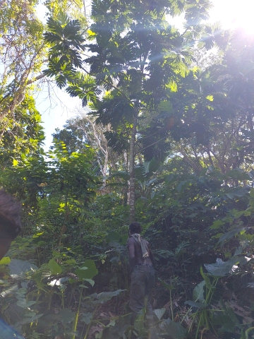 tree
