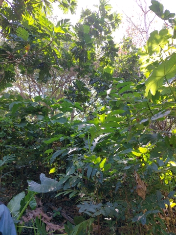 tree