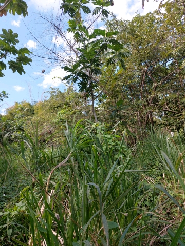 tree