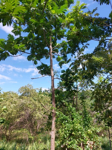 tree