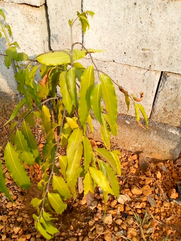 tree