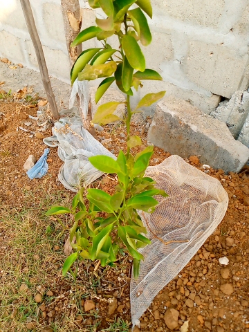 tree