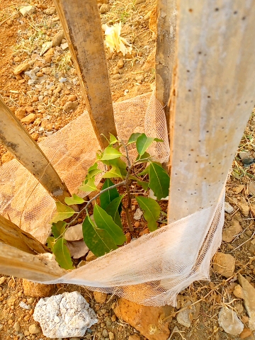 tree