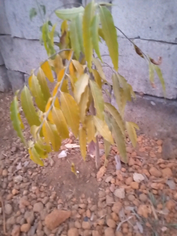 tree
