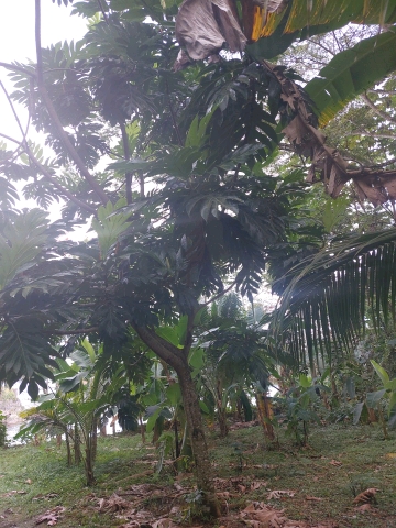 tree