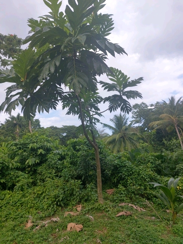 tree