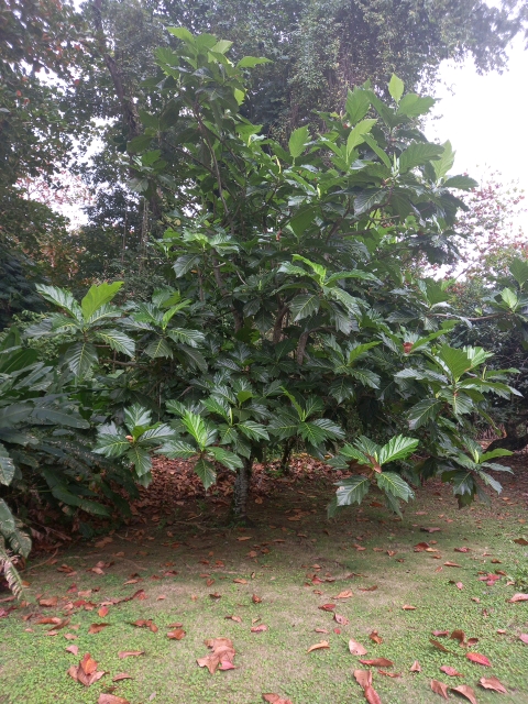 tree
