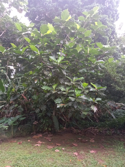 tree