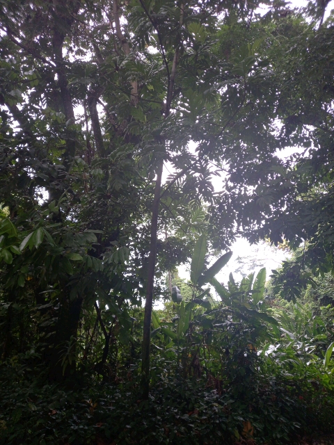 tree