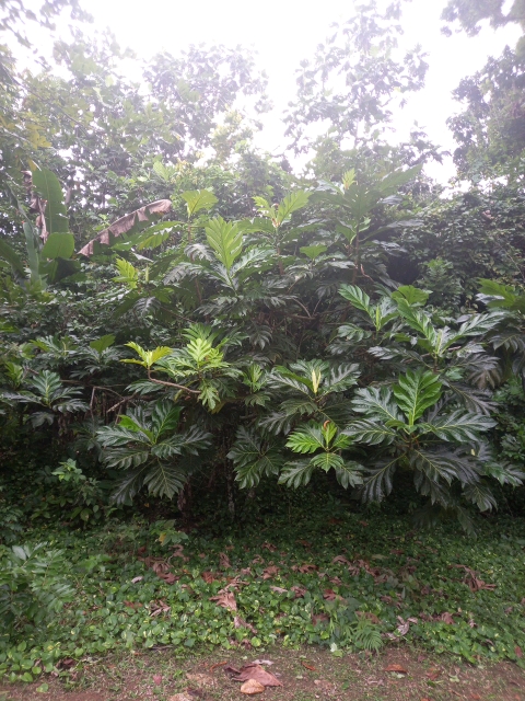 tree