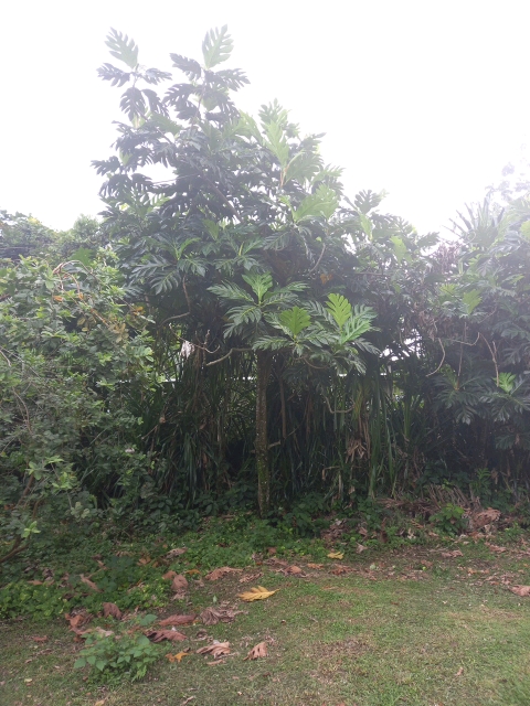 tree