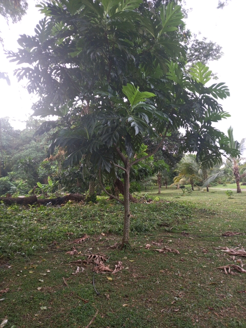 tree