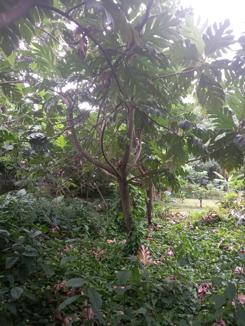 tree