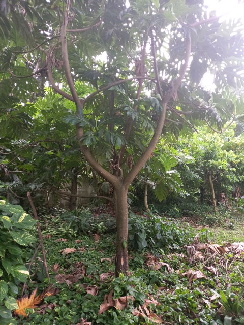 tree