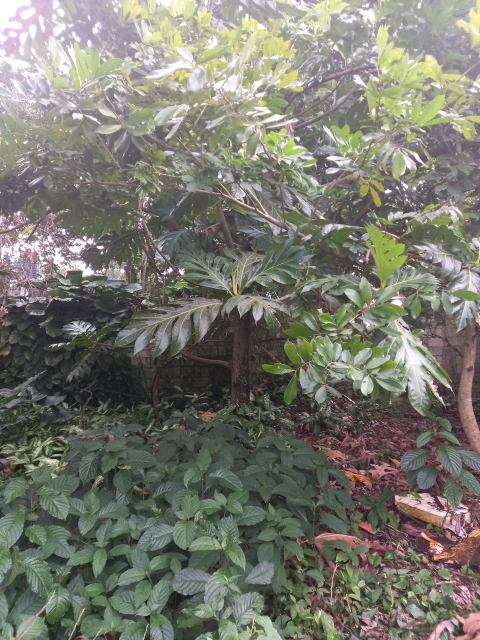 tree