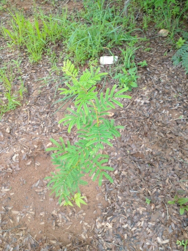 tree